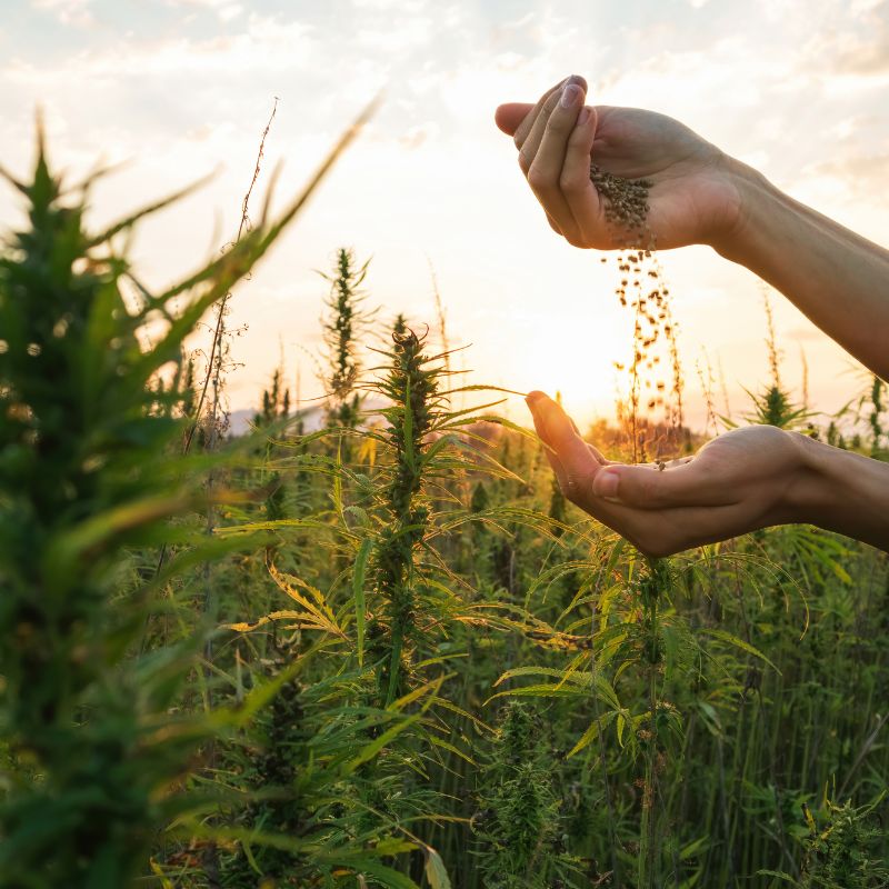 hemp seeds canada