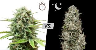 Autoflower vs. Photoperiod cannabis strain
