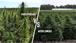 photoperiod vs autoflower cannabis seeds