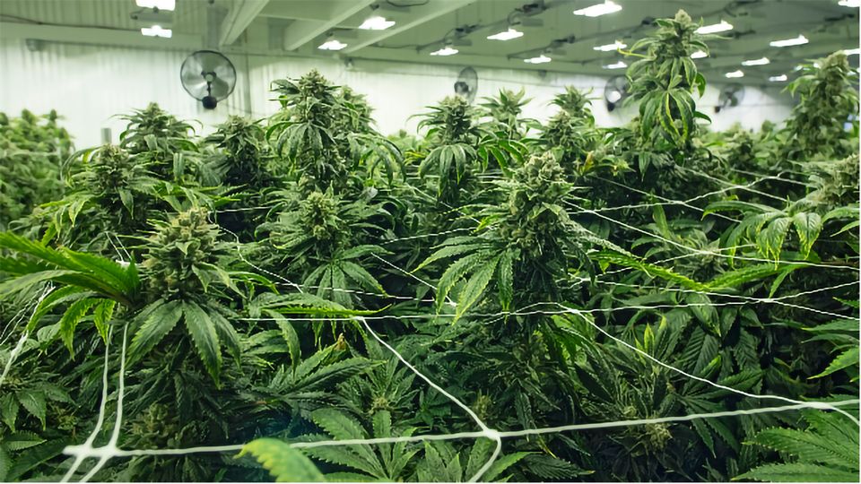 Planting Hemp Seeds Indoors Step-by-Step Instructions
