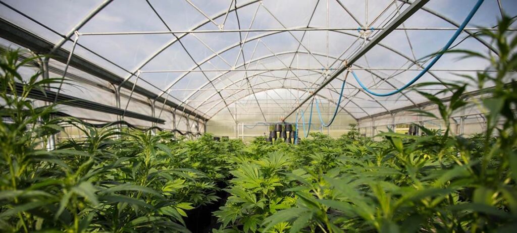 The Ultimate Guide to Planting Hemp Seeds Indoors