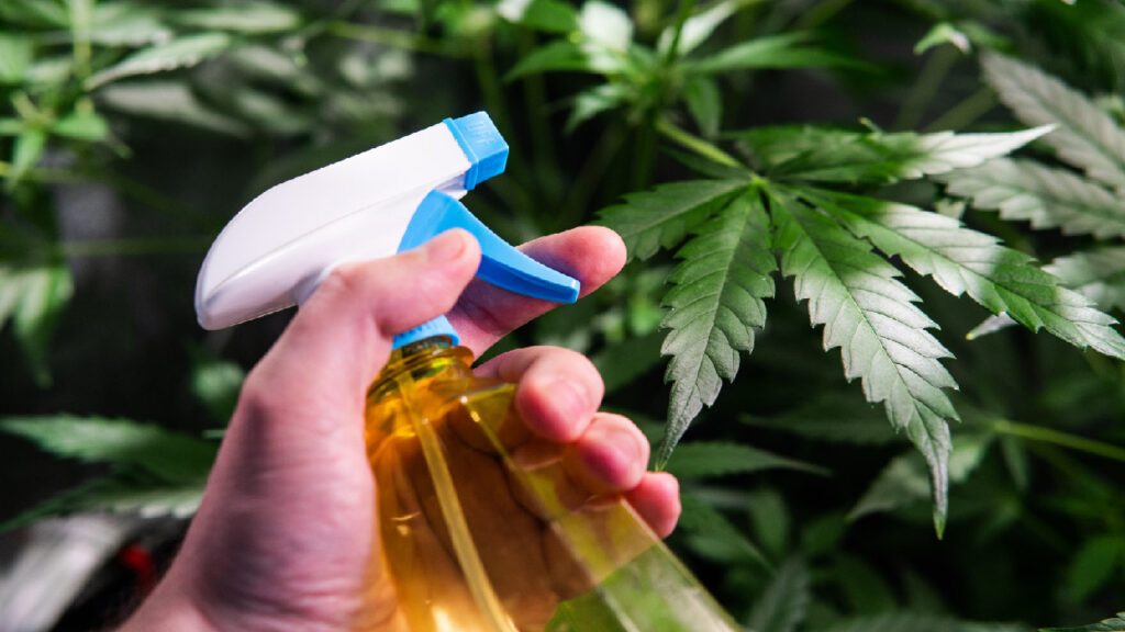 protecting cannabis from pests