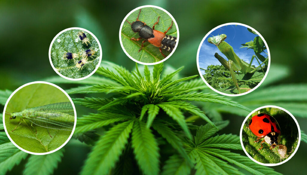 saving cannabis seeds from pests and diseases