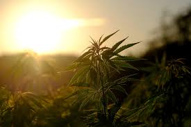 care and monitoring of hemp