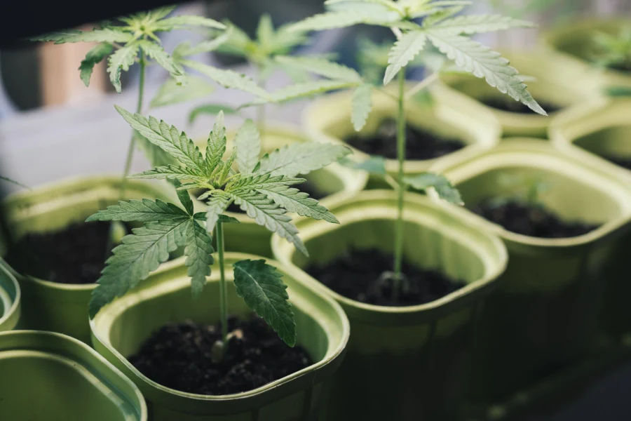 Choosing the Right Growth Medium