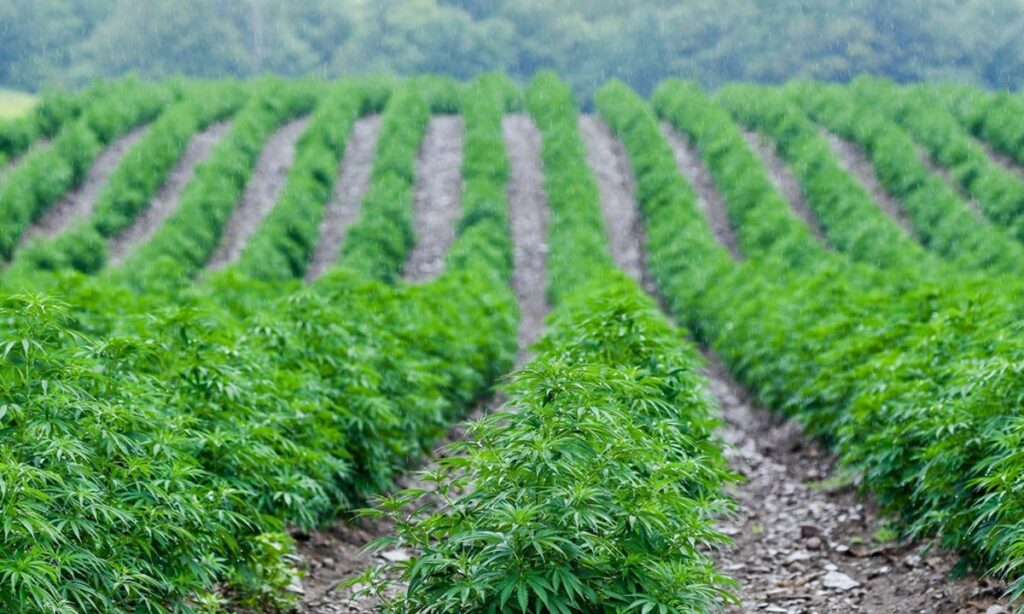 hemp cultivation