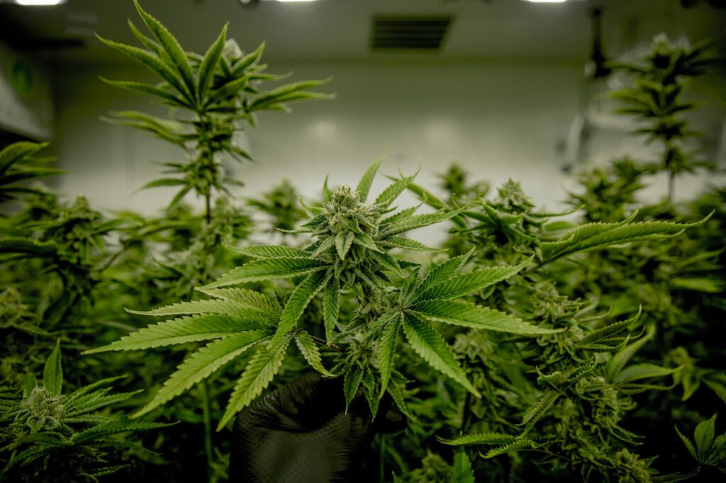 How Long Does it Take to Grow Cannabis