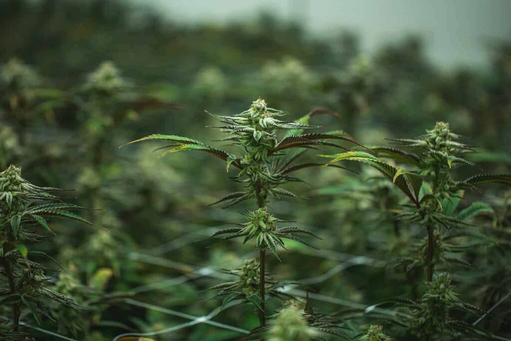 Understanding the Cannabis Growth Cycle