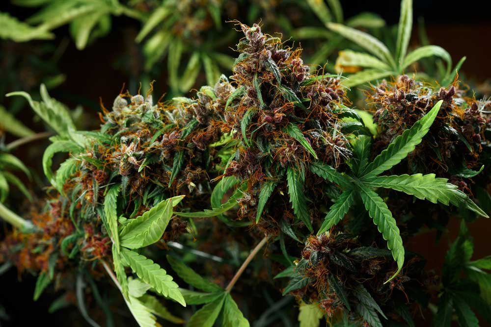 Hemp Seed as Aquaculture Feed Sustainable Fish Farming Innovations