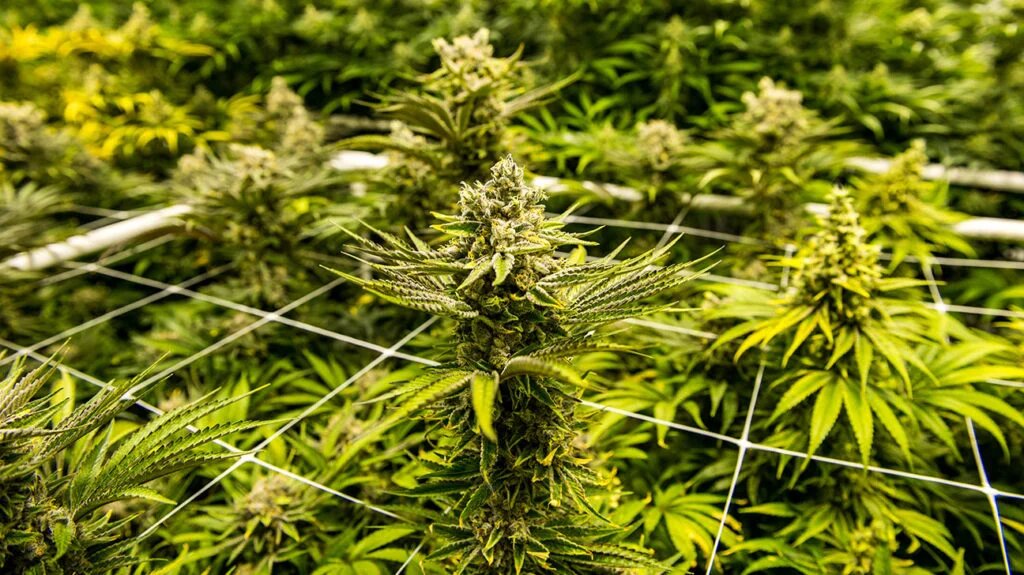 Nutritional Profile of Hemp Seeds