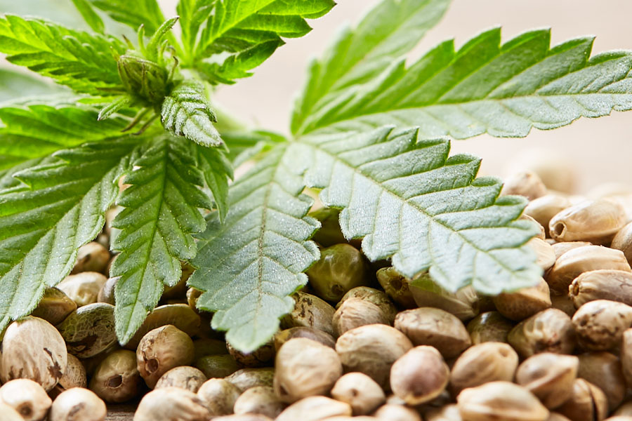 Understanding Hemp Seeds and Their Nutritional Value