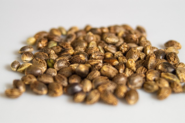 How to Add Hemp Seeds to Your Daily Diet for Maximum Nutrition